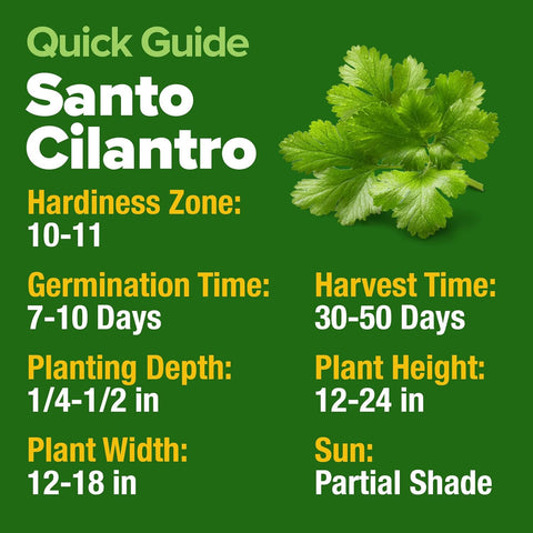 Santo Cilantro Seeds – Non-GMO Heirloom Cilantro Seeds for Planting Indoors & Outdoors | High Germination, Beginner-Friendly Herb Garden Seeds