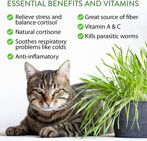 Cat Grass Seeds – Premium Non-GMO USA-Grown Blend for Healthy Indoor Cats