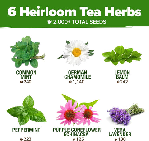buy tea plant seeds Herbal Tea Seed Pack, 6 Varieties, Heirloom Non-GMO