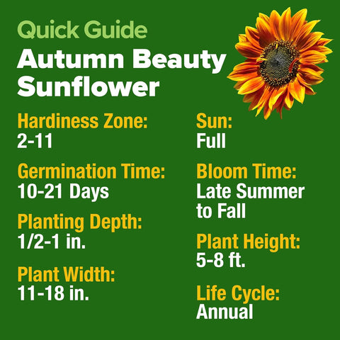 Autumn Beauty Sunflower Seeds – 40 Non-GMO Seeds for Planting, Fast-Growing, Multi-Color Blooms, Pollinator-Friendly Garden…