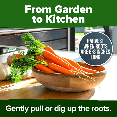 Tendersweet Carrot Seeds – 3000 Non-GMO Heirloom Seeds for Outdoor Garden Growing