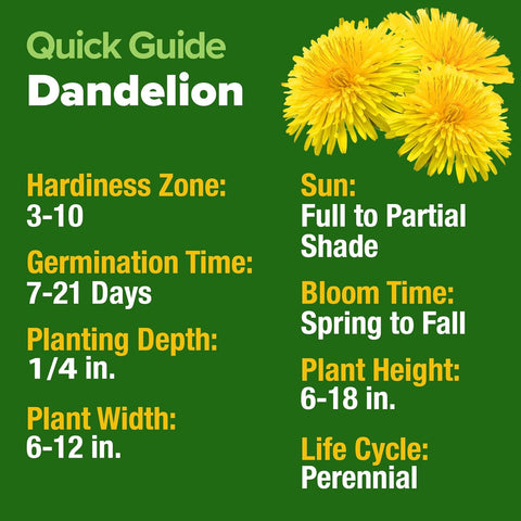 Dandelion Seeds – Heirloom Edible & Medicinal Herb Variety (600 Seeds)
