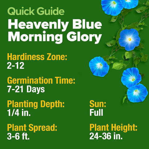 Heavenly Blue Morning Glory Seeds – Non-GMO Heirloom Flower Seeds For Planting, High Germination, Pollinator-Friendly Garden Blooms
