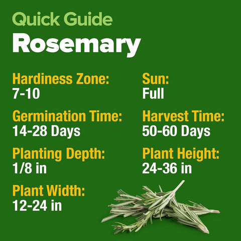 Rosemary Seeds 2 Pack - 300 Non-GMO Seeds