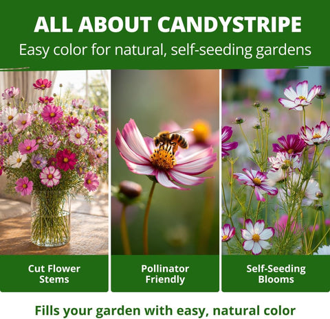 HOME GROWN Cosmos Candystripe Flower Seeds 1200 Count 4g, Spring 2026 Planting, Cosmos Seeds for 2026 Garden, Pink White Cosmos Seeds Bulk, Flower Seeds to Plant Outside