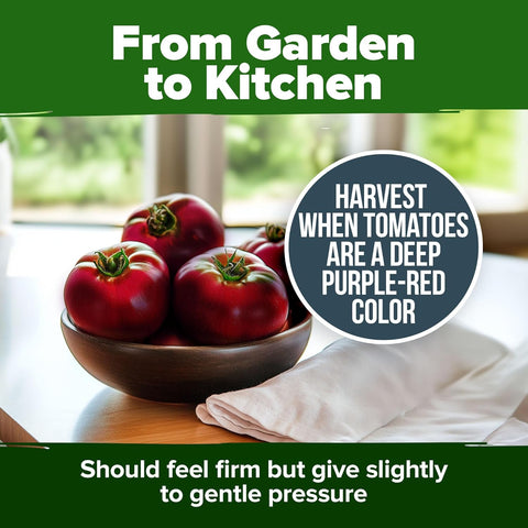 Cherokee Purple Tomato Seeds – 106+ USA-Grown Non-GMO Heirloom Seeds with High Germination
