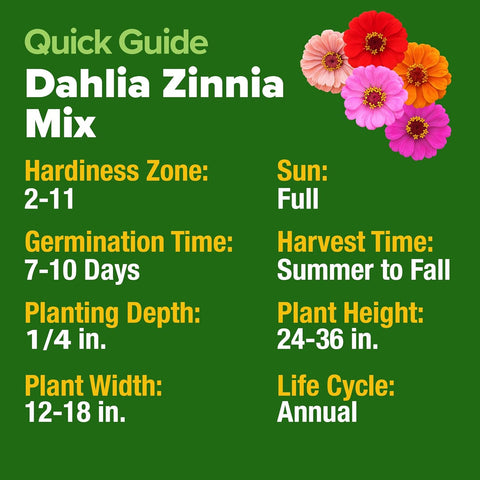 Zinnia Dahlia Seeds (1048 Count) – Premium High-Germination Flower Seeds for Vibrant Blooms, Cut Flowers & Summer Gardens