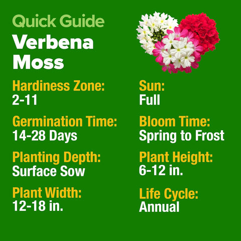 Verbena Seeds – Perennial & Annual Ground Cover Variety (6000 Seeds)