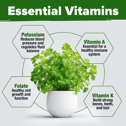 Heirloom Cilantro Seeds for Planting – Non-GMO Herb Seeds, High Germination, Indoor & Outdoor Garden-Friendly