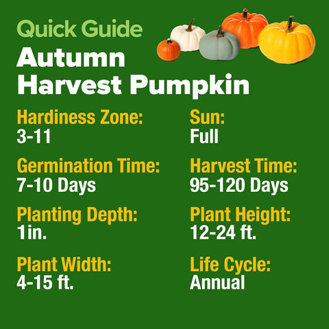 5 Pumpkin Mix Seeds (40 Count) – Premium Heirloom, Non-GMO, Decorative & Edible Varieties – High Nutrition & Rich Flavor