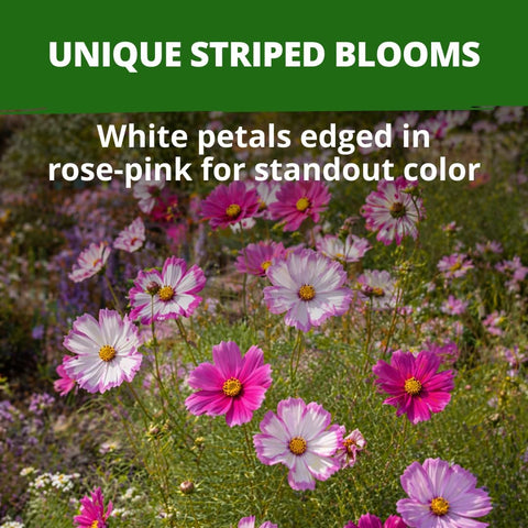 HOME GROWN Cosmos Candystripe Flower Seeds 1200 Count 4g, Spring 2026 Planting, Cosmos Seeds for 2026 Garden, Pink White Cosmos Seeds Bulk, Flower Seeds to Plant Outside