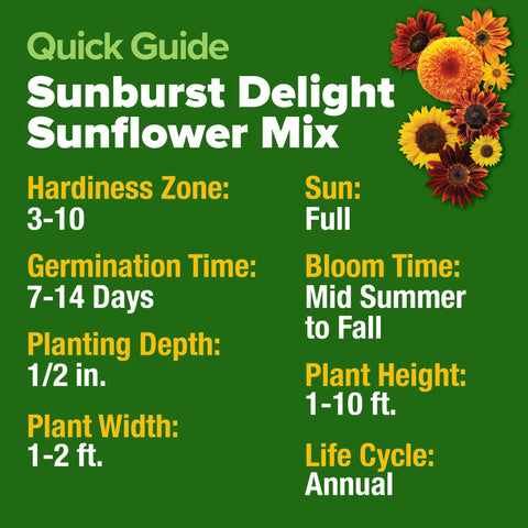 Sunflowers in a garden landscape