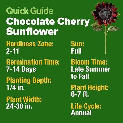 Chocolate Cherry Sunflower Seeds – 75 Seed Count | Deep Burgundy Blooms, Fast-Growing, Pollinator-Friendly, Edible Seeds & Easy Garden Showstopper