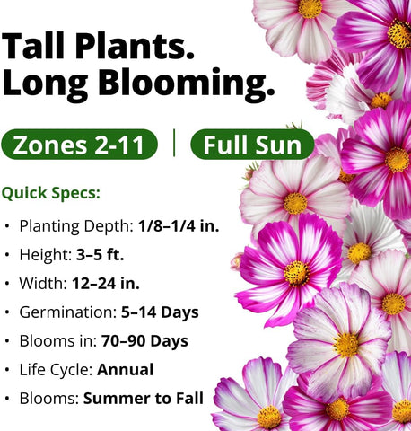 HOME GROWN Cosmos Candystripe Flower Seeds 1200 Count 4g, Spring 2026 Planting, Cosmos Seeds for 2026 Garden, Pink White Cosmos Seeds Bulk, Flower Seeds to Plant Outside