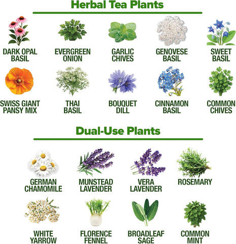 HOME GROWN Medicinal Herb Seeds Variety Pack – 32 Non-GMO Heirloom Herbs for Tea & Wellness, Indoor & Outdoor Garden Kit