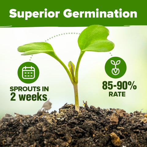 Herb Seed Variety Pack – 5 Non-GMO Culinary Herb Seeds for Indoor & Outdoor Growing