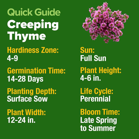 Creeping Thyme Seeds – Fragrant Perennial Ground Cover Herb (22,000 Seeds)