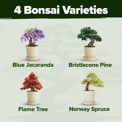 meakear bonsai tree growing kit Mini Bonsai Starter Kit