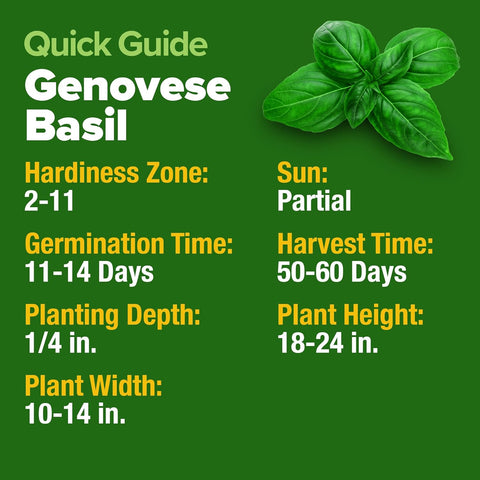 Genovese Basil Seeds – 1750 Non-GMO Heirloom Herb Seeds for Indoor & Outdoor Growing