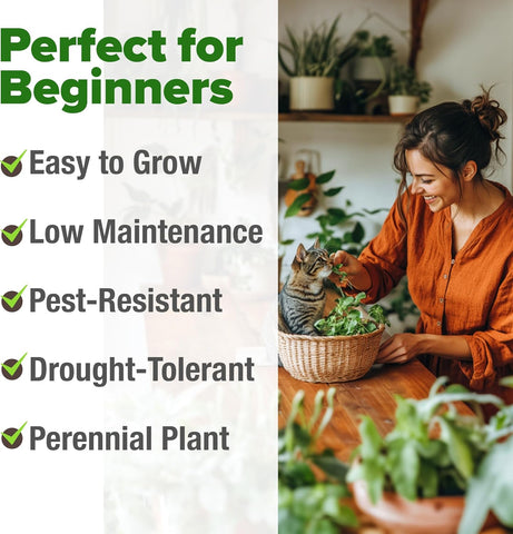 Catnip Seeds for Planting – Premium Non-GMO Heirloom Cat Herb (4,232 Seeds)