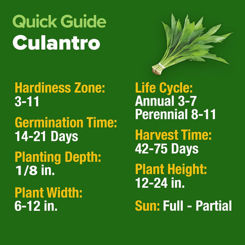 Culantro Seeds – Heirloom Recao Eryngium Foetidum Herb (360 Non-GMO Seeds)