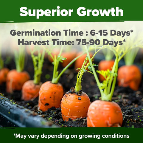 Tendersweet Carrot Seeds – 3000 Non-GMO Heirloom Seeds for Outdoor Garden Growing