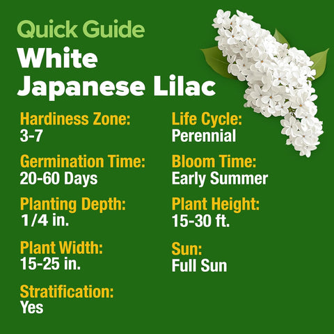White Lilac Tree Seeds – Non-GMO Heirloom Flowering (53 Seeds)