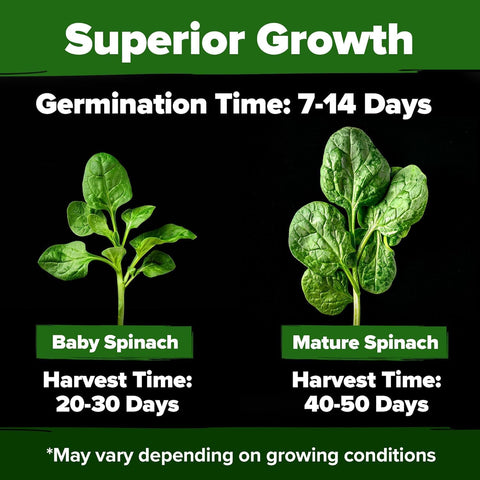 spinach seeds planting Bloomsdale Spinach Seeds, 350+ ct, Non-GMO