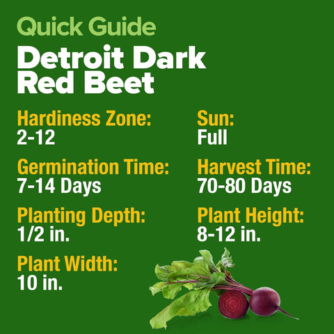 Detroit Dark Red Beet Seeds – 500+ USA-Grown Non-GMO Heirloom Seeds with High Germination
