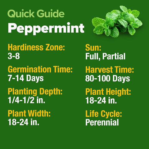 Peppermint Seeds (2370+ Seeds) – Non-GMO, USA-Grown, High-Germination Herb for Tea, Cooking & Wellness