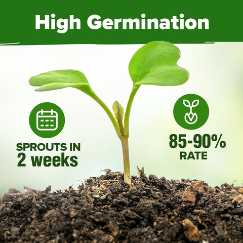 HOME GROWN Medicinal Herb Seeds Variety Pack – 32 Non-GMO Heirloom Herbs for Tea & Wellness, Indoor & Outdoor Garden Kit