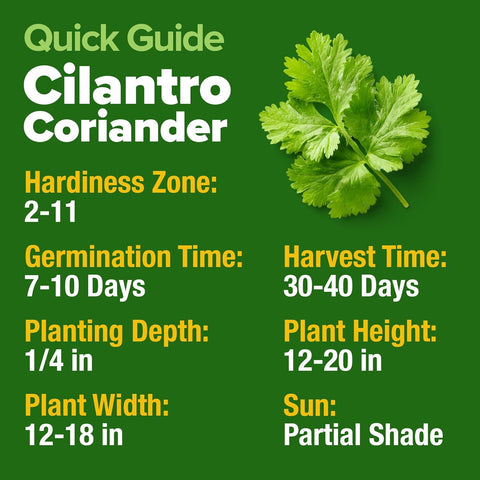 Santo Cilantro Seeds – Organic Non-GMO Coriander Seeds for Planting Indoors & Outdoors, Slow Bolt, 1000+ Heirloom Seeds