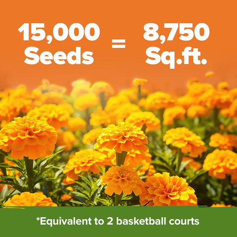 planting crackerjack marigold seeds Crackerjack Marigold Seeds, 15,000 ct, Non-GMO