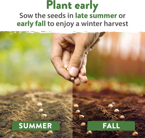 12 Winter Vegetable Seed Pack – Non-GMO, Heirloom Garden Seeds for Cold-Season Growing – High Germination, USA-Sourced Variety Kit
