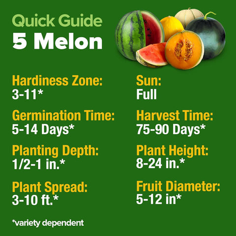 Heirloom Melon Seeds Variety Pack – 200+ Non-GMO Seeds of 5 Sweet Melon Types for Home Garden Growing, photo 5