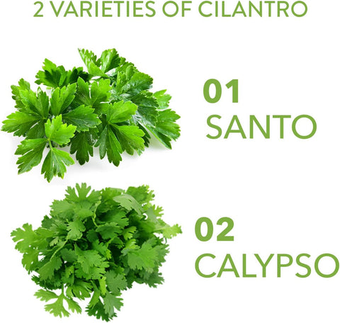 Cilantro Seeds (Santo/Calypso)