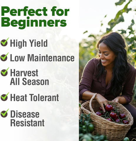 Cherokee Purple Tomato Seeds – Heirloom, Non-GMO, High Germination Rate, Easy to Grow, Ideal for Indoor, Outdoor & Hydroponic Gardens