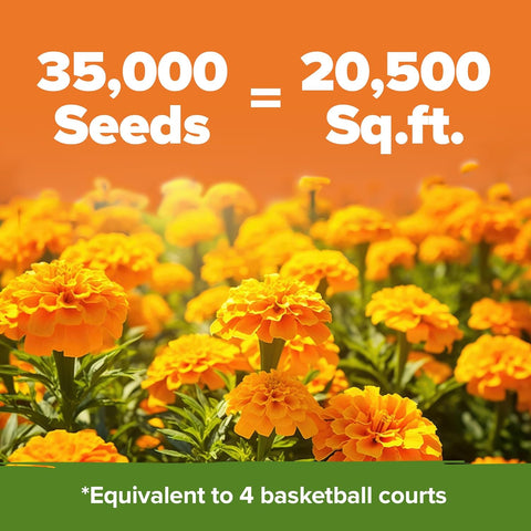 Crackerjack Marigold Seeds | 4.25oz / 35,000 Flower Seeds
