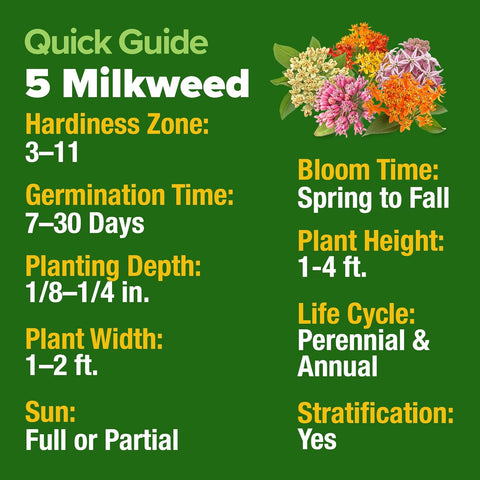 Common Milkweed Seeds – Non-GMO Perennial Wildflower for Monarch Butterflies (Asclepias syriaca)