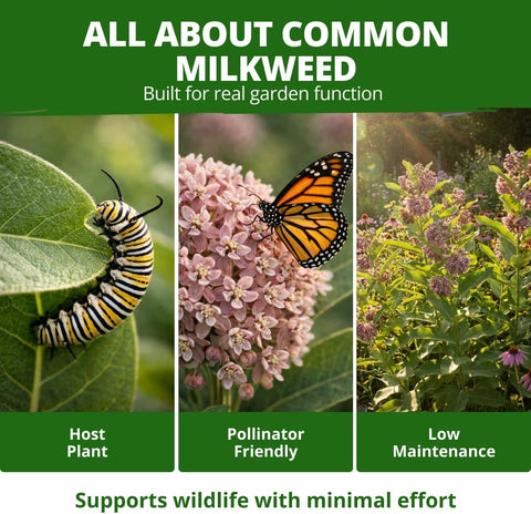 HOME GROWN Milkweed Flower Seeds for Planting Common – 300 seeds, Fragrant Pink Wildflower, Monarch Butterfly Host, Heirloom Non-GMO Native Pollinator Garden, Zones 3–9 Perennial