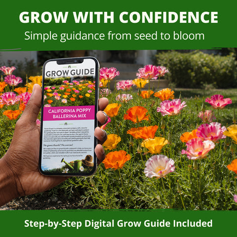 California Poppy Seeds (Eschscholzia Californica) Ballerina Mix - 10,000 Non-GMO Heirloom Seeds, Orange Pink Red Rose & Cream, Drought-Tolerant