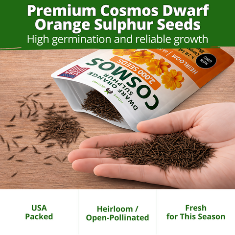 HOME GROWN Dwarf Orange Sulphur Cosmos Seeds (Cosmos sulphureus) – 2,000 Heirloom Non-GMO Flower Seeds (15g), Compact Orange & Yellow Blooms, Heat & Drought Tolerant, Pollinator-Friendly for Spring 2026 Planting