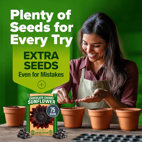 Chocolate Cherry Sunflower Seeds – 75 Seed Count | Deep Burgundy Blooms, Fast-Growing, Pollinator-Friendly, Edible Seeds & Easy Garden Showstopper