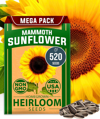 Mammoth Sunflower Seeds – Giant 12 ft Heirloom Variety (520 Seeds)