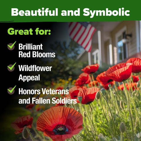 Poppy American Legion Flower Seeds – Heirloom Papaver Rhoeas Variety (6,000 Seeds)