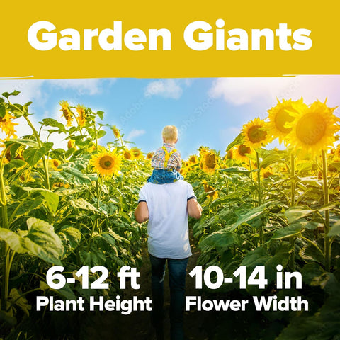 Mammoth Sunflower Seeds – Giant 12 ft Heirloom Variety (520 Seeds)