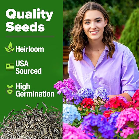 Verbena Seeds – Perennial & Annual Ground Cover Variety (6000 Seeds)