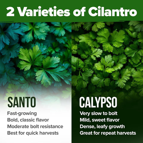 Santo & Calypso Cilantro Seeds Pack – Organic Non-GMO Heirloom Coriander Seeds for Planting Indoors & Outdoors | Slow Bolt Variety