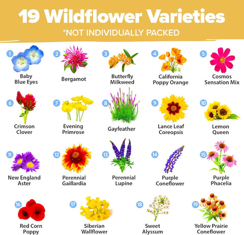 Honeybee Wildflower Seeds: (3oz) 89,000+ Bulk Mix 19 Varieties