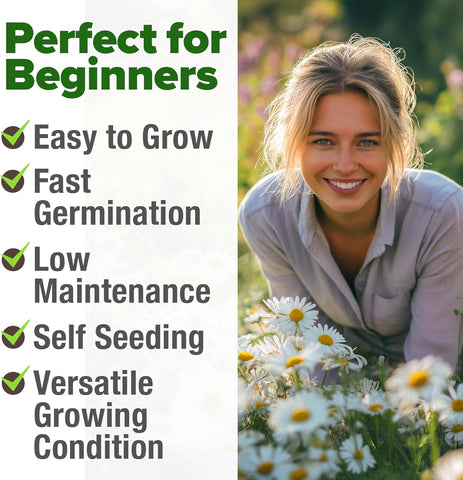 Chamomile Seeds – German Heirloom Variety (2,280 Seeds)